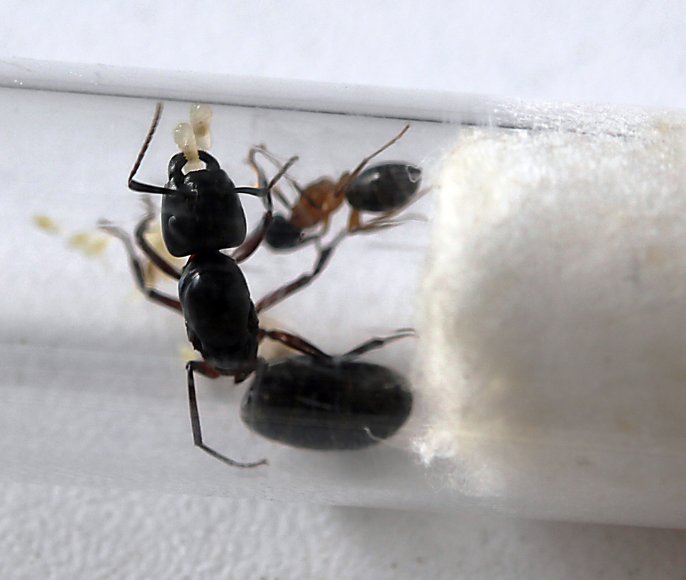 Camponotus Herculeanus 2011