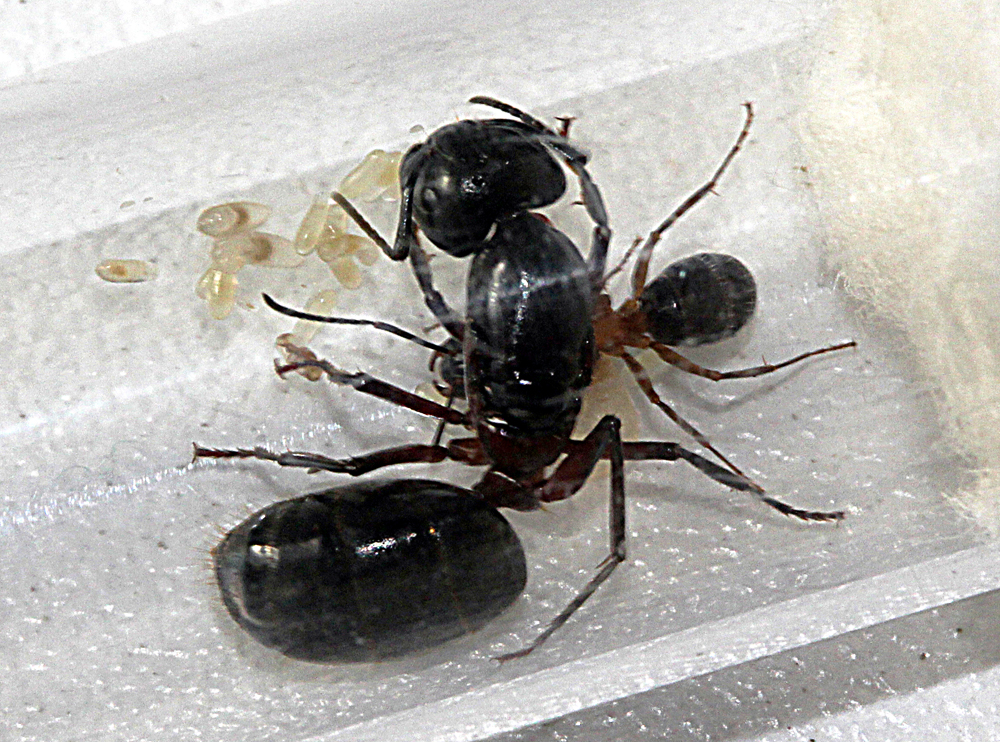 Camponotus Herculeanus 2011