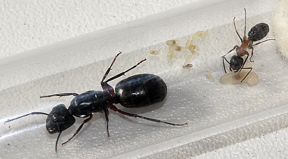 Camponotus Herculeanus 2011