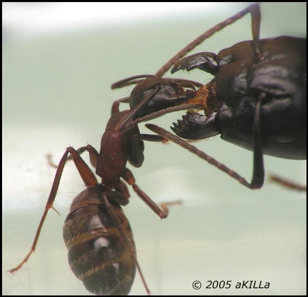 Queen and worker