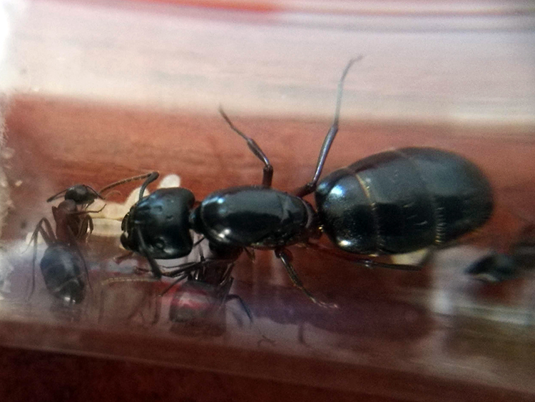 Colonia Camponotus Herculeanus
