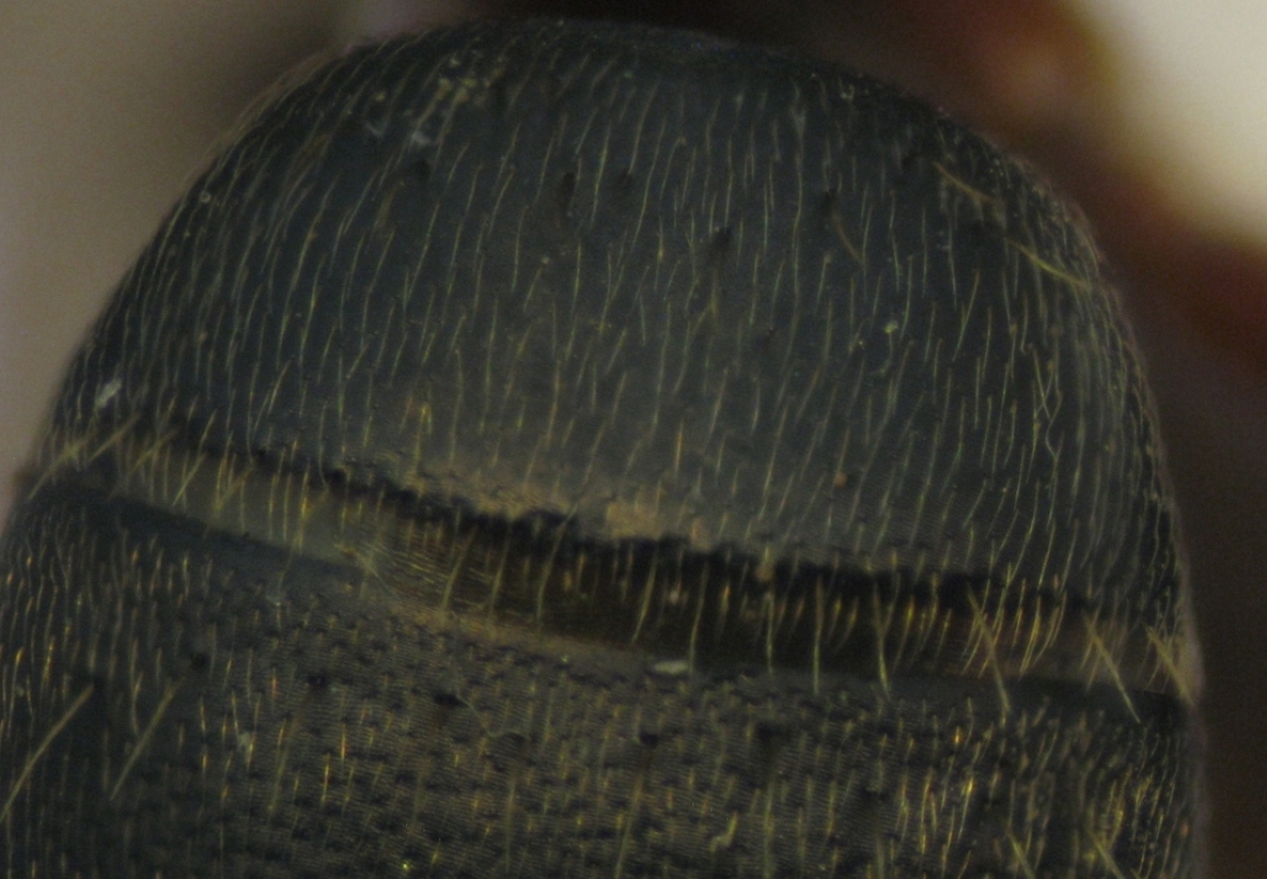 C. herculeanus