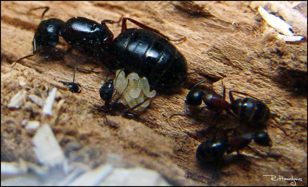 joven colonia de Camponotus Herculaenus