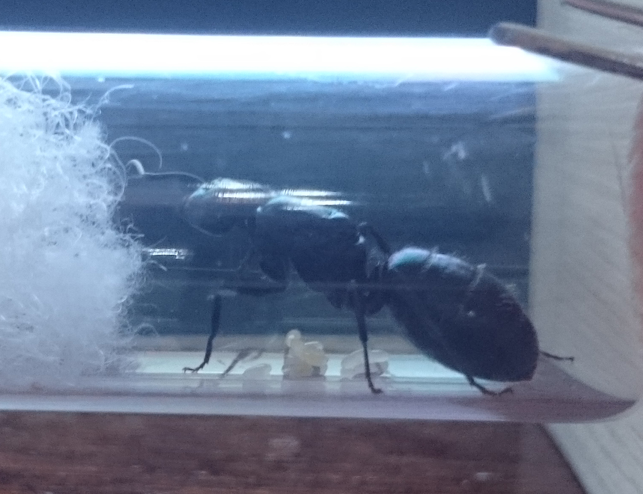 Reina Camponotus con huevos
