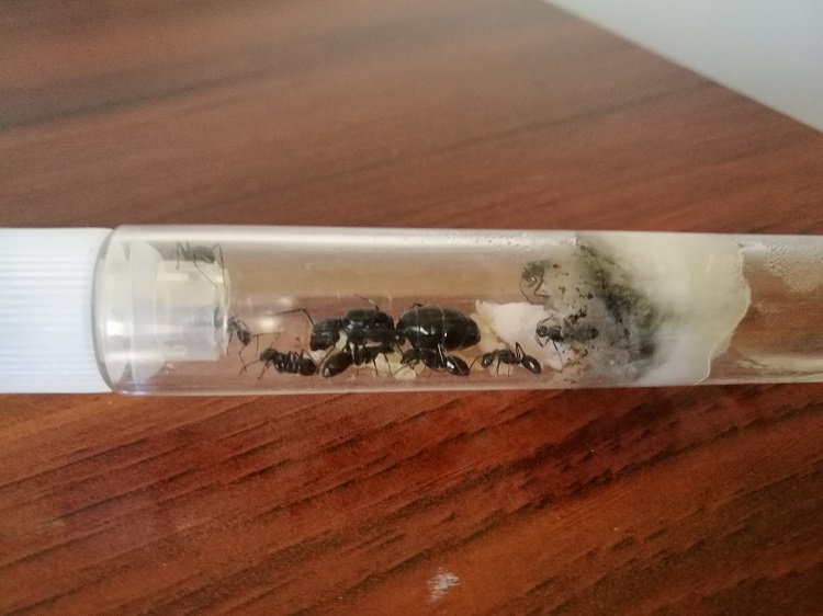 Hormiguero C. Vagus