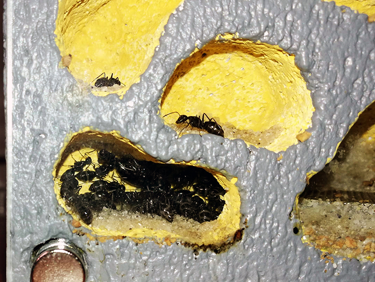 Colonia Camponotus Vagus