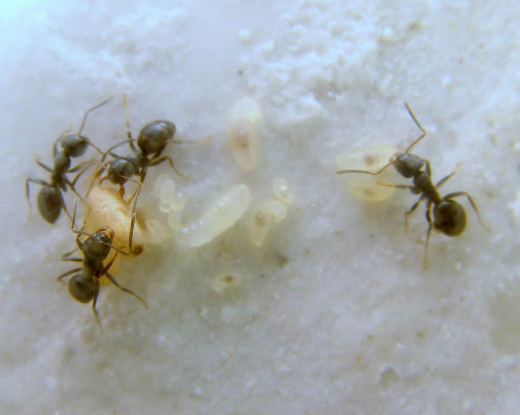 lasius_003