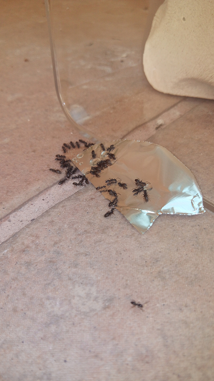 reina lasius con alas