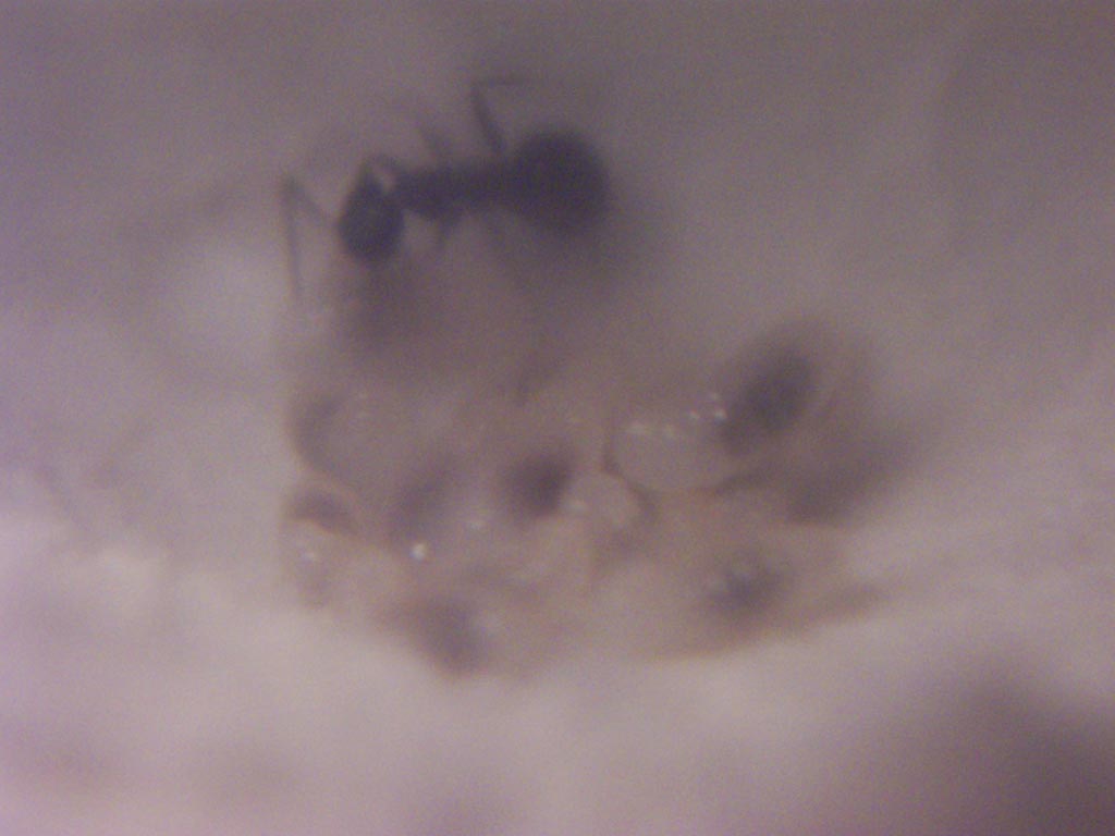 Larvas de Lasius 17-5-2004