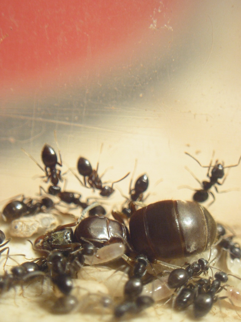 lasius de Ankxo