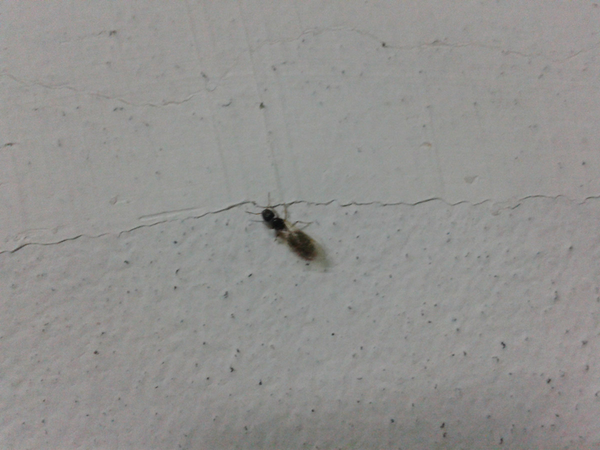 lasius?