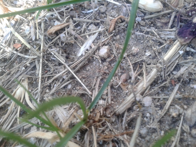 lasius