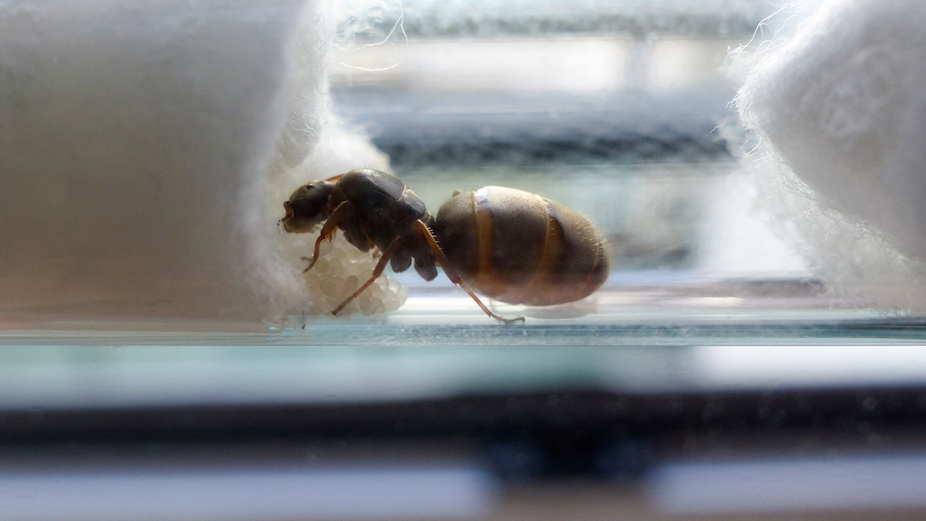 lasius2_6