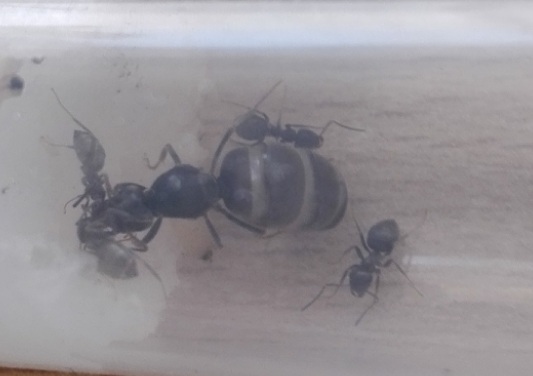 Lasius1