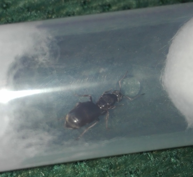 Lasius01