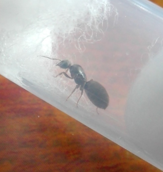 Lasius01