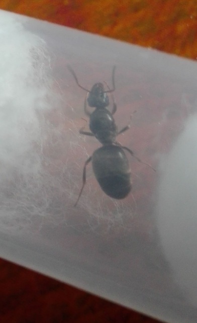 Lasius01