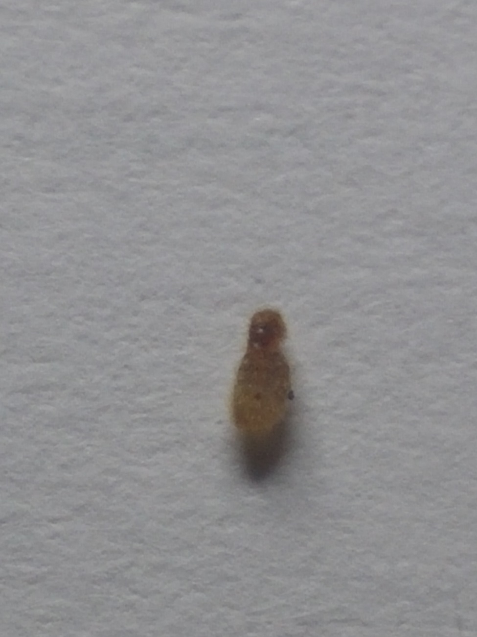 Larva lasius 2