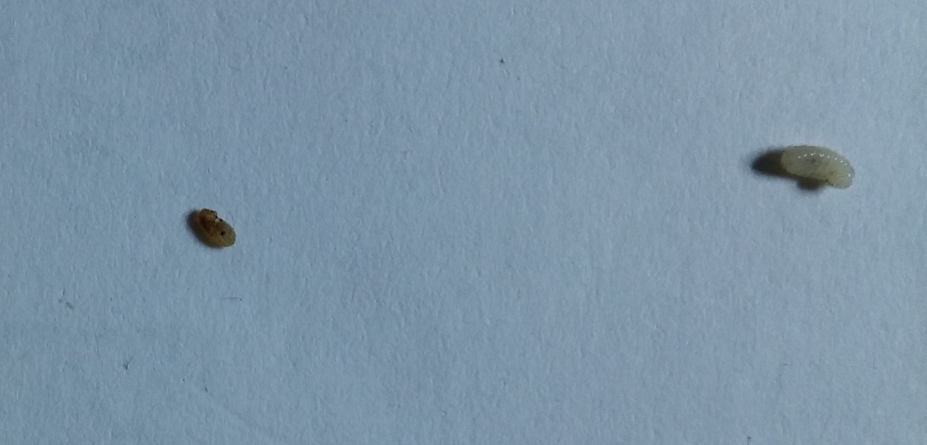 larvas lasius