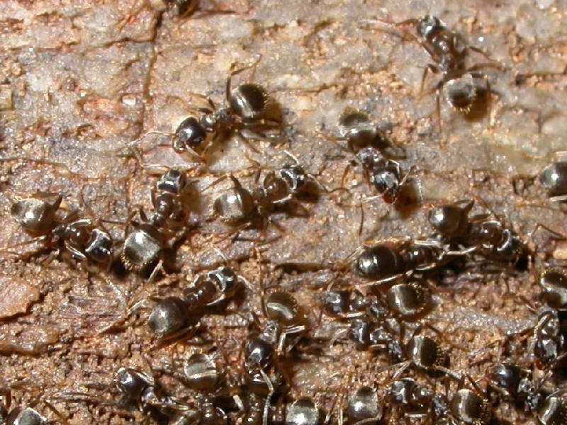 obreras lasius