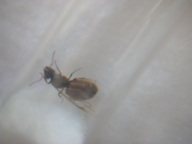 Alada Lasius con huevos