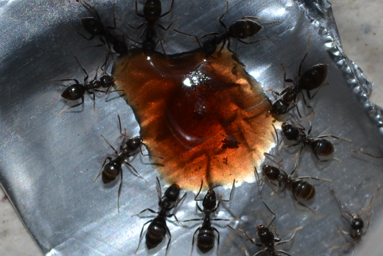 Lasius2