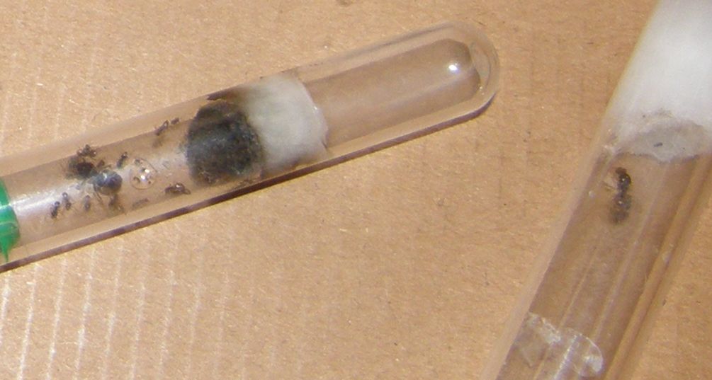 niger-flavus