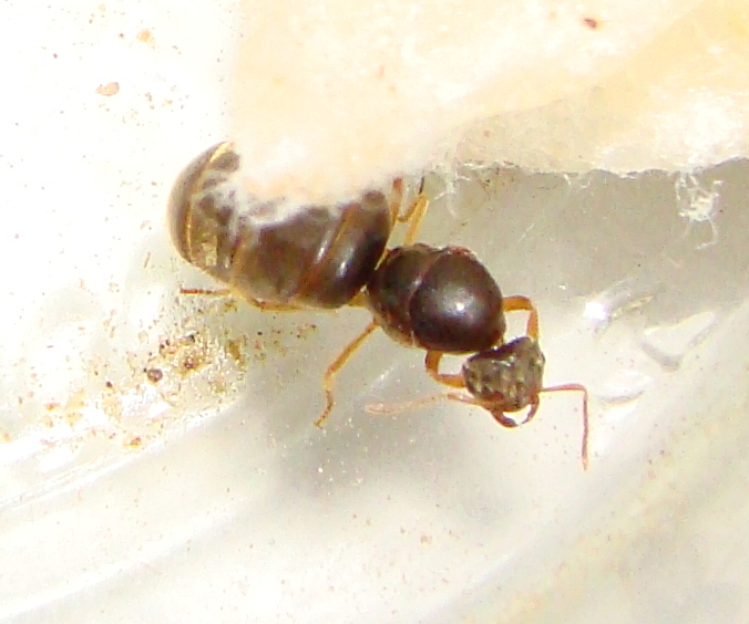 ix reina lasius