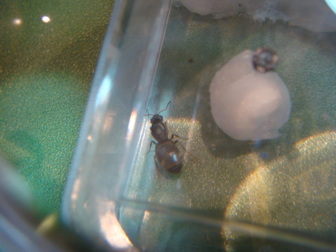 !Lasius sp.1