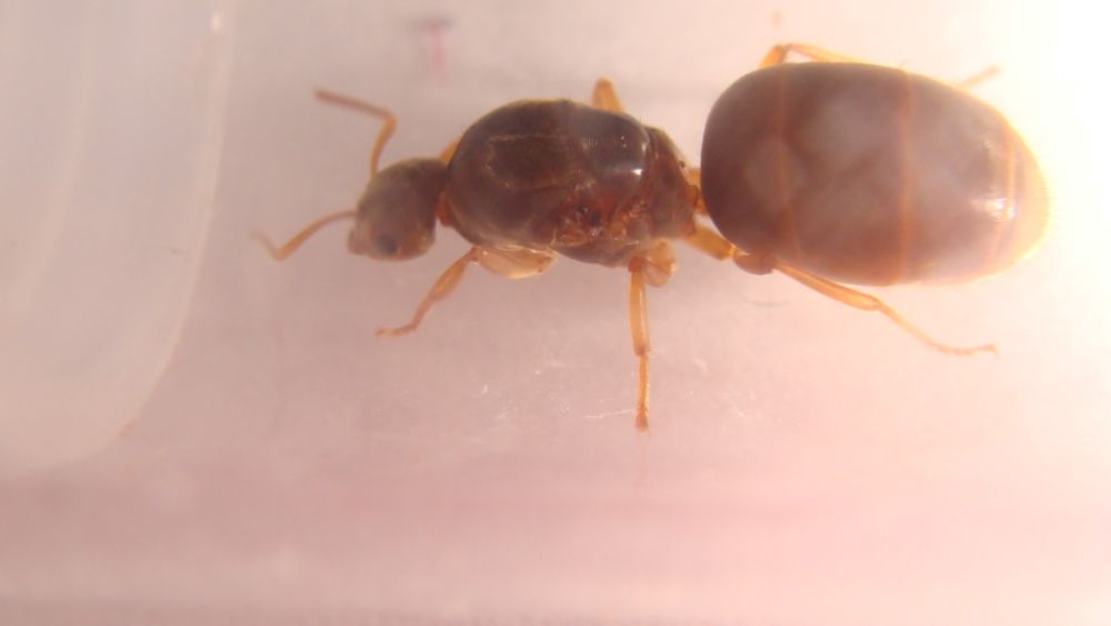 lasius