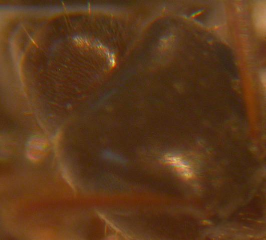Cabeza Lasius