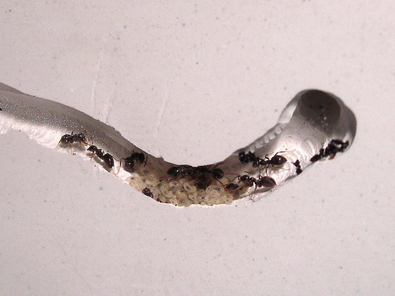 Lasius