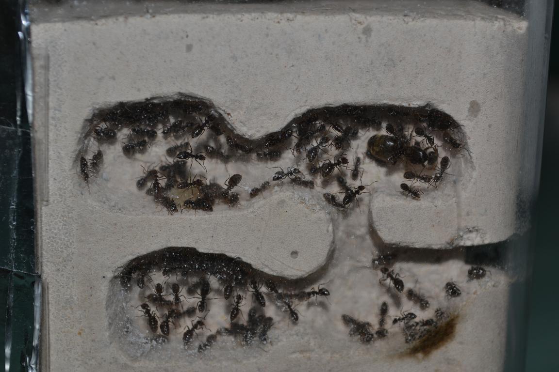 Hormiguero con Lasius
