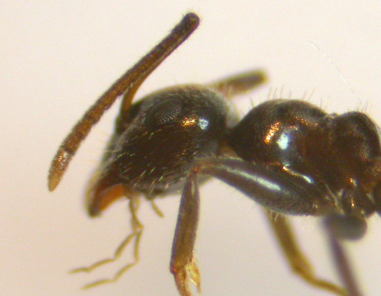 Lasius_M�laga