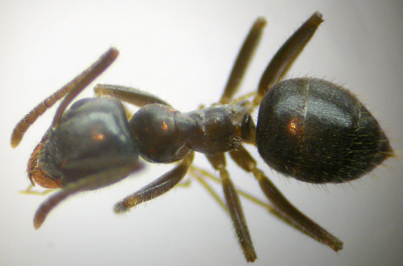 Lasius_M�laga