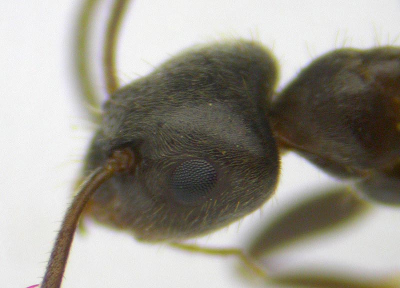 Tapinoma?