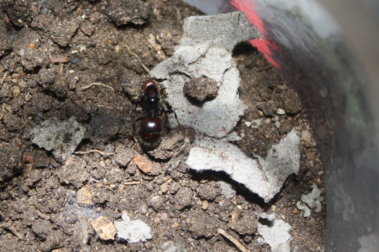 HORMIGA01