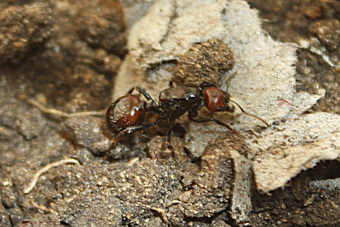 HORMIGA05