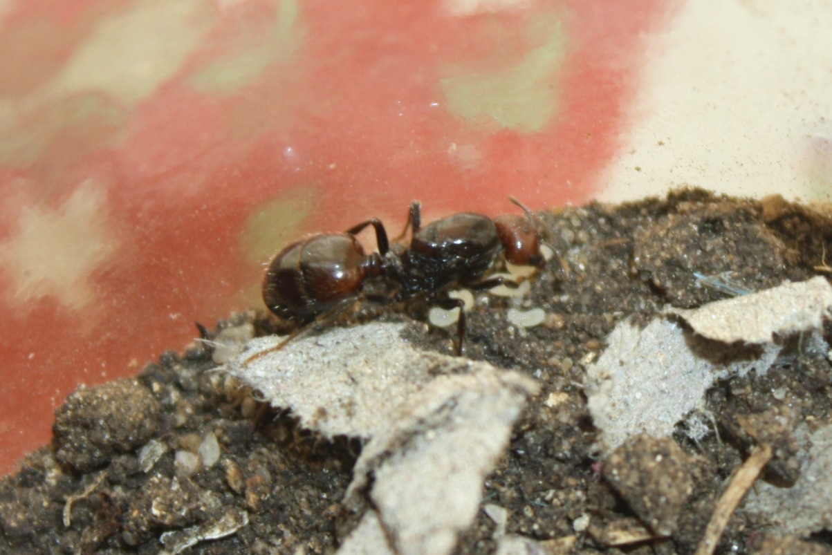 HORMIGA06