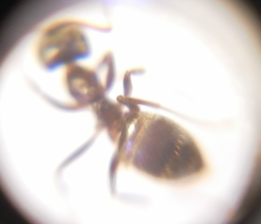 formica1