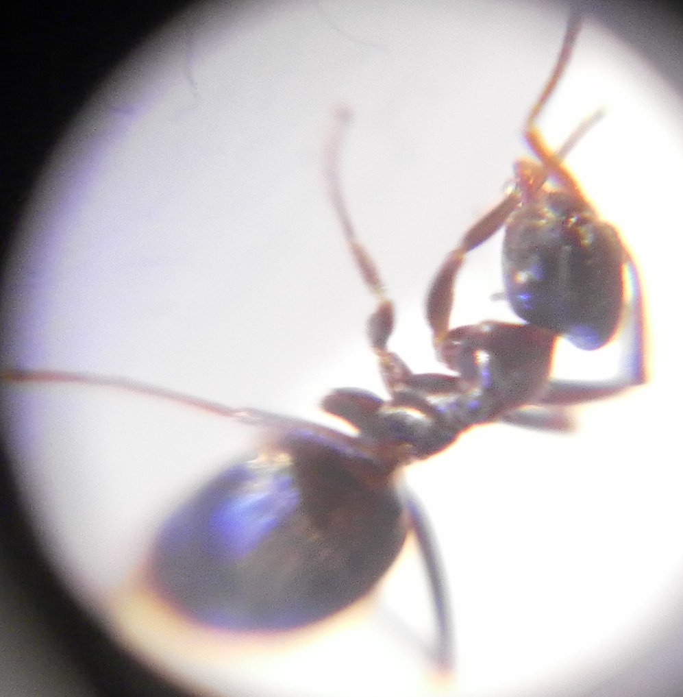 formica2