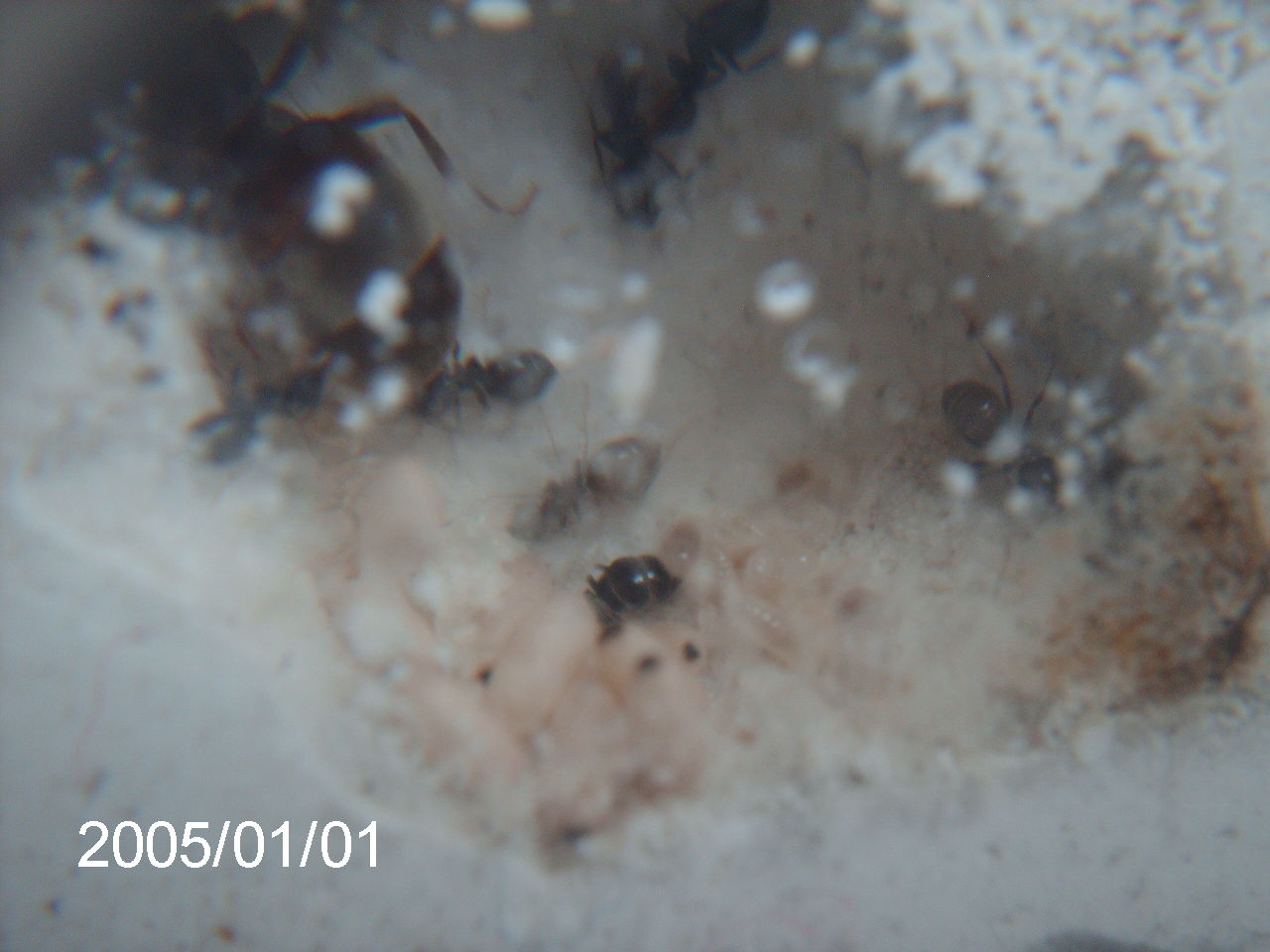 mis lasius 1