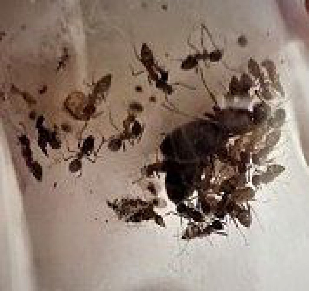 lasius poliginia