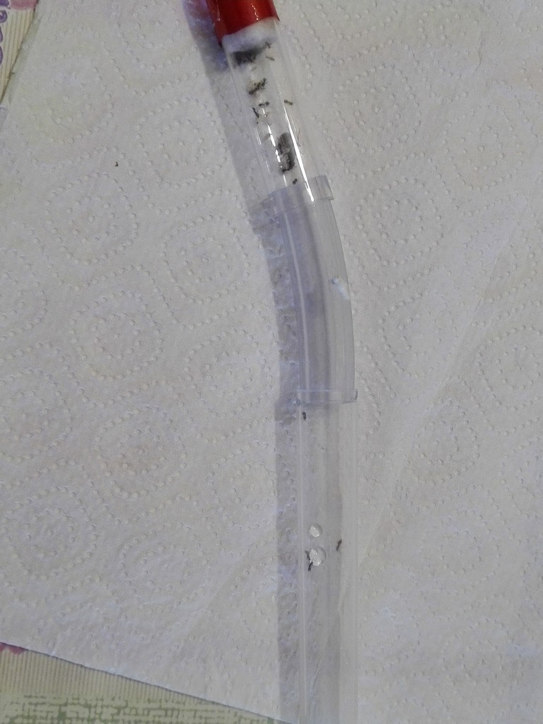Lasius y hormiguero