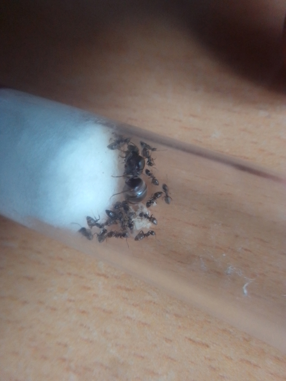 Lasius 2