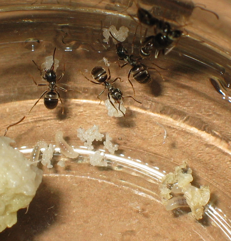 Reina Lasius rabaudi con obreras niger