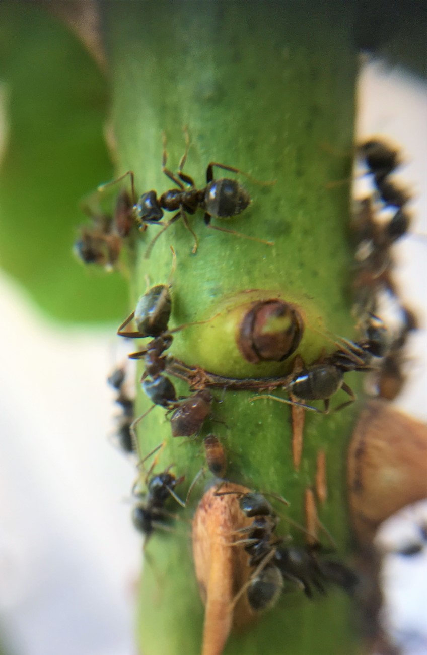 hormigas y pulgones en rosal
