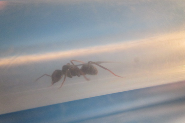 posible reina fuliginosus