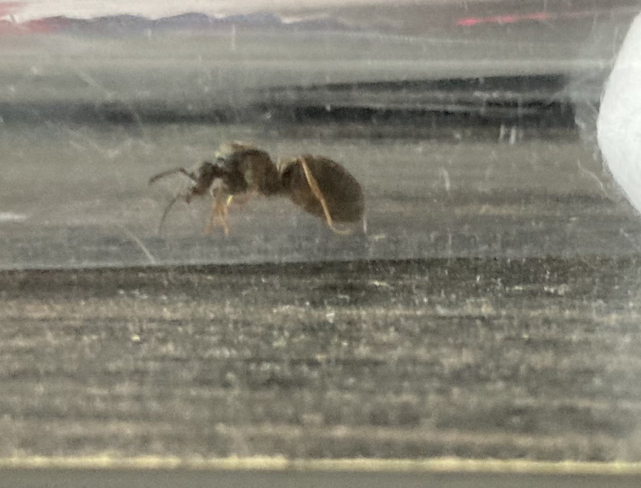 Reina lasius