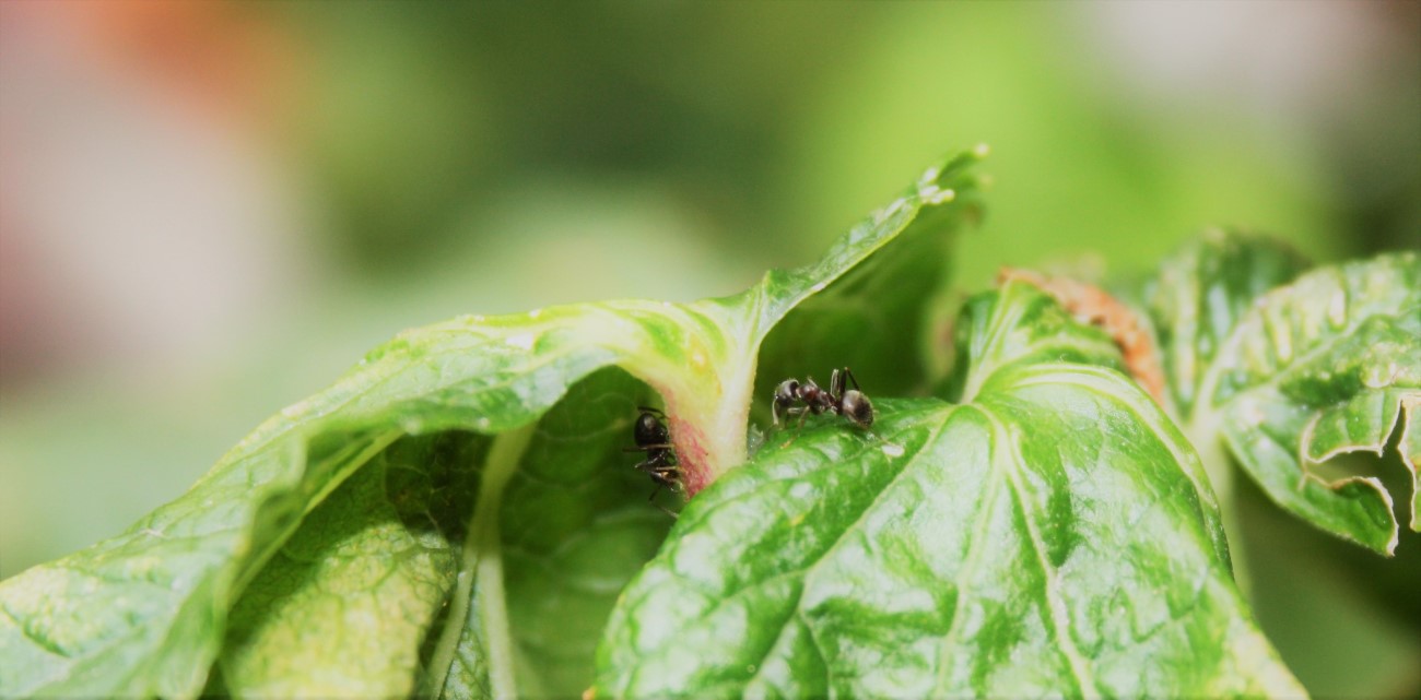 Hormigas cuidando granja